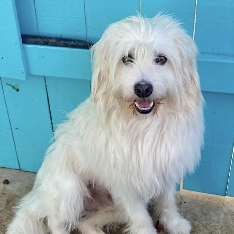 An adult medium-sized male Tibetan Terrier dog named Bones for adoption in Newport Beach, CA