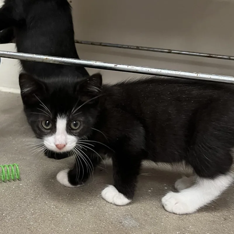A baby small-sized male Black Domestic Short Hair cat named Dweeb for adoption in York, PA