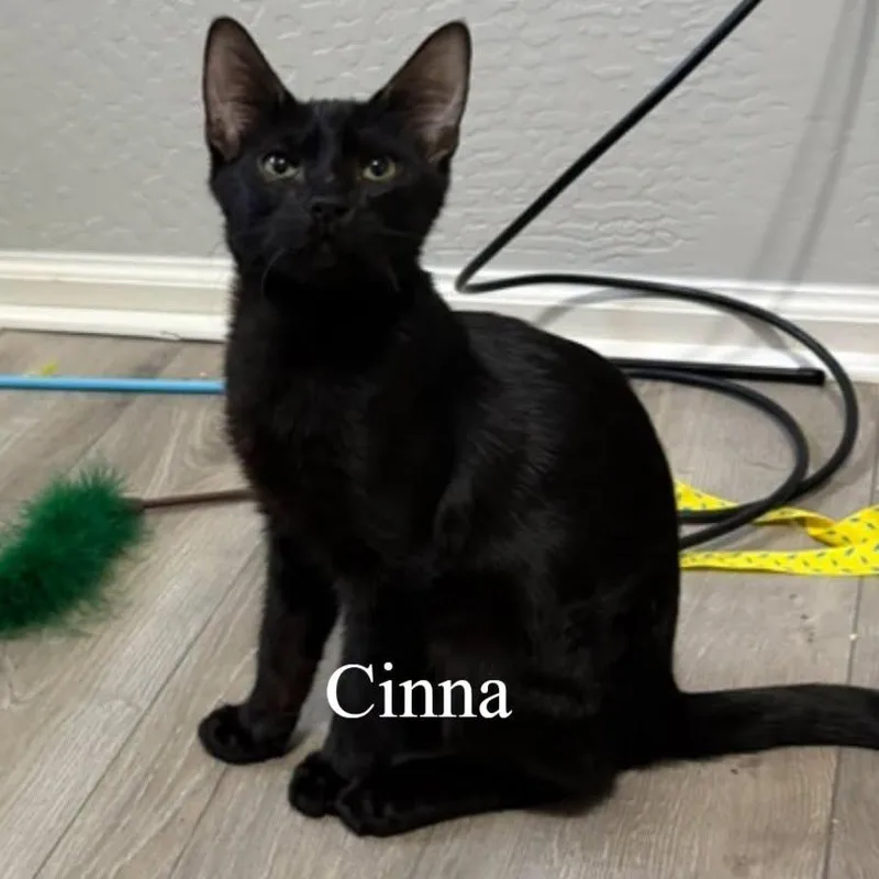 A baby medium-sized male Black Domestic Short Hair cat named Cinna for adoption in Queen Creek, AZ