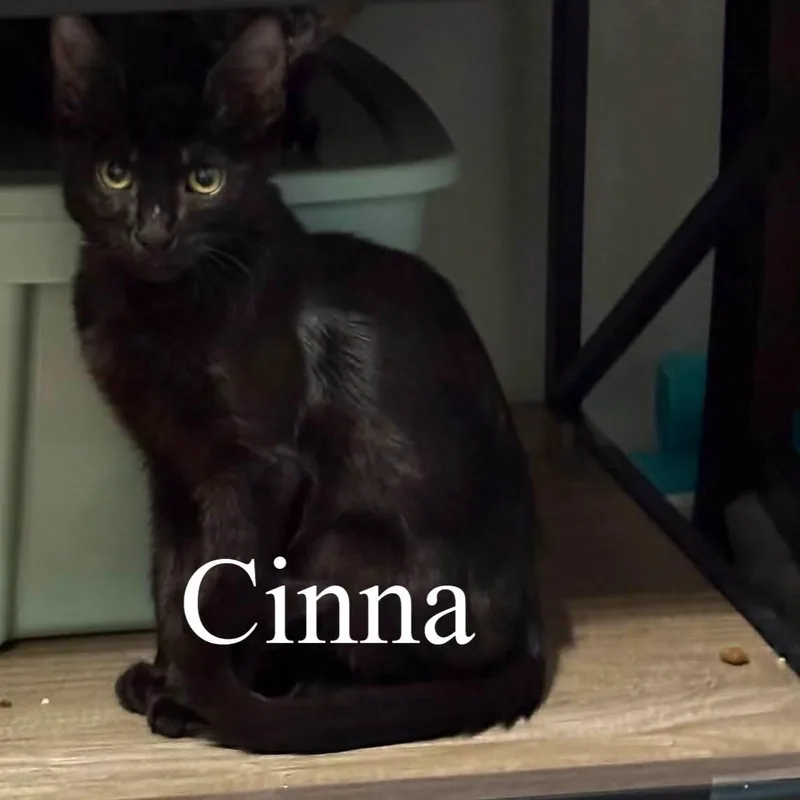 Cinna thumbnail 2