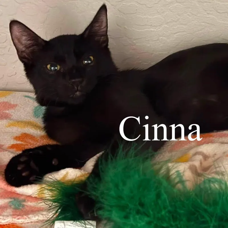 Cinna thumbnail 4