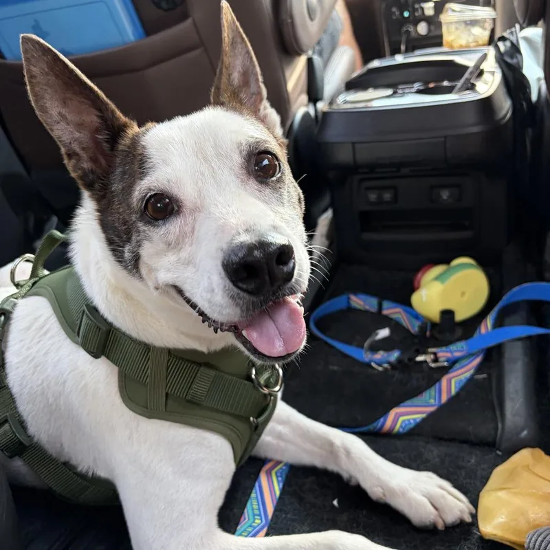 An adult medium-sized male White / Cream Dutch Shepherd dog named Brayden for adoption in Tomball, TX
