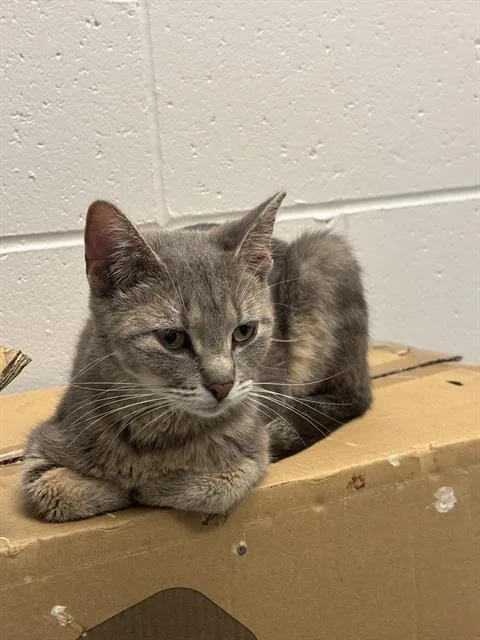 An adult small-sized female Domestic Short Hair cat named Bastet for adoption in Indianapolis, IN