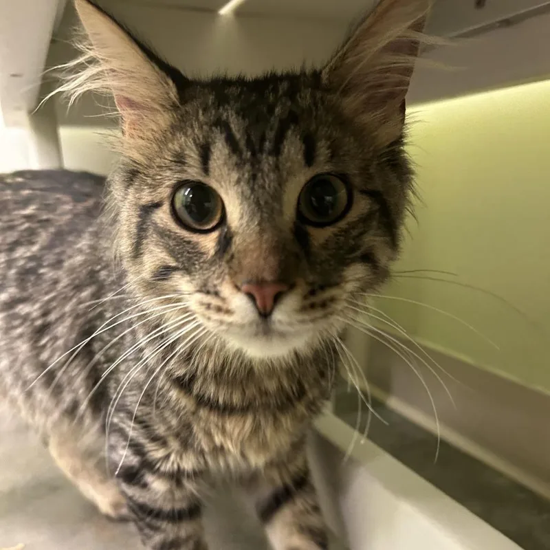 Squirrel thumbnail 2