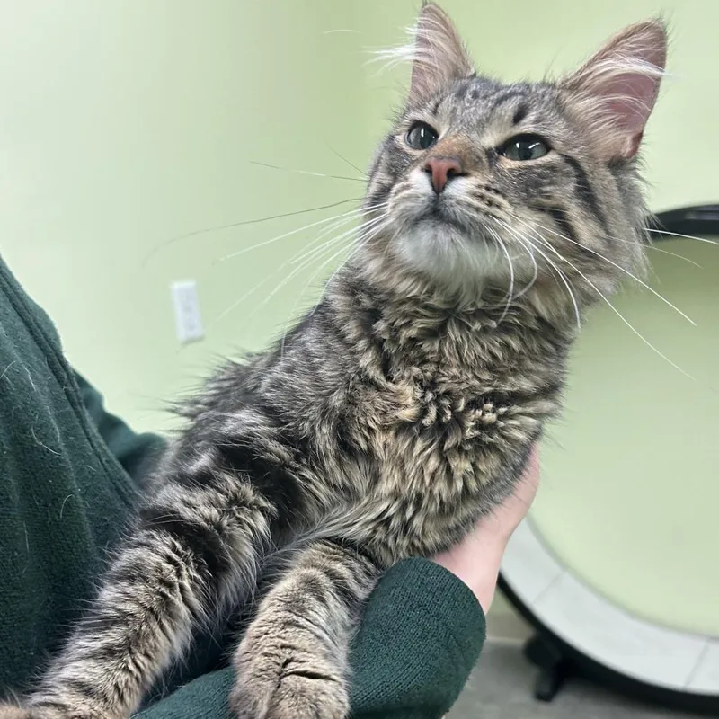 Squirrel thumbnail 3