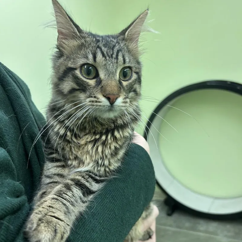 Squirrel thumbnail 4