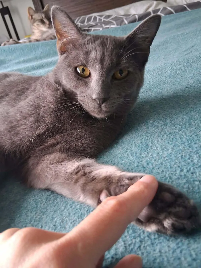 A young medium-sized male Domestic Short Hair cat named Baby Bambi for adoption in Canton, CT