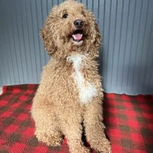 An adult small-sized male Apricot / Beige Poodle dog named Grizz for adoption in Gainesville, TX