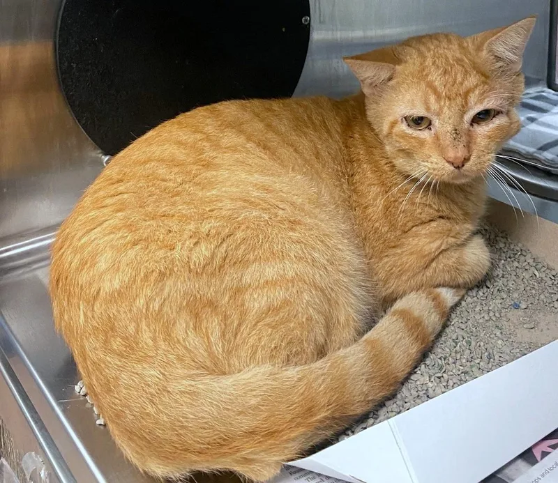 An adult medium-sized male Domestic Short Hair cat named Zuko A for adoption in Plano, TX