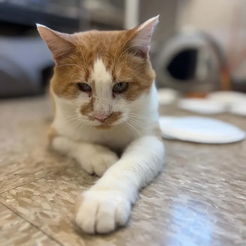 An adult medium-sized male Domestic Medium Hair cat named Creamsicle II for adoption in Milan, IL