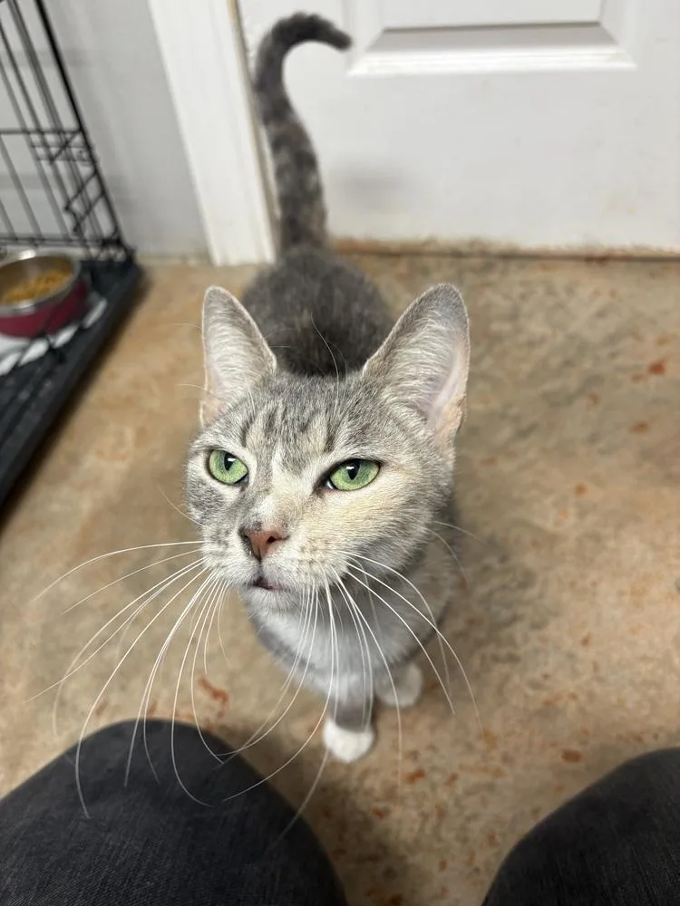 A baby medium-sized female Domestic Short Hair cat named Spice for adoption in Bolivar, MO