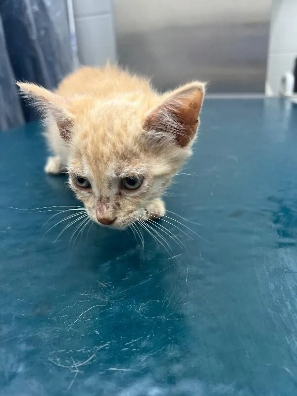 Garfield thumbnail 3