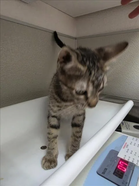 A baby small-sized female Domestic Short Hair cat named Amber for adoption in Tracy, CA