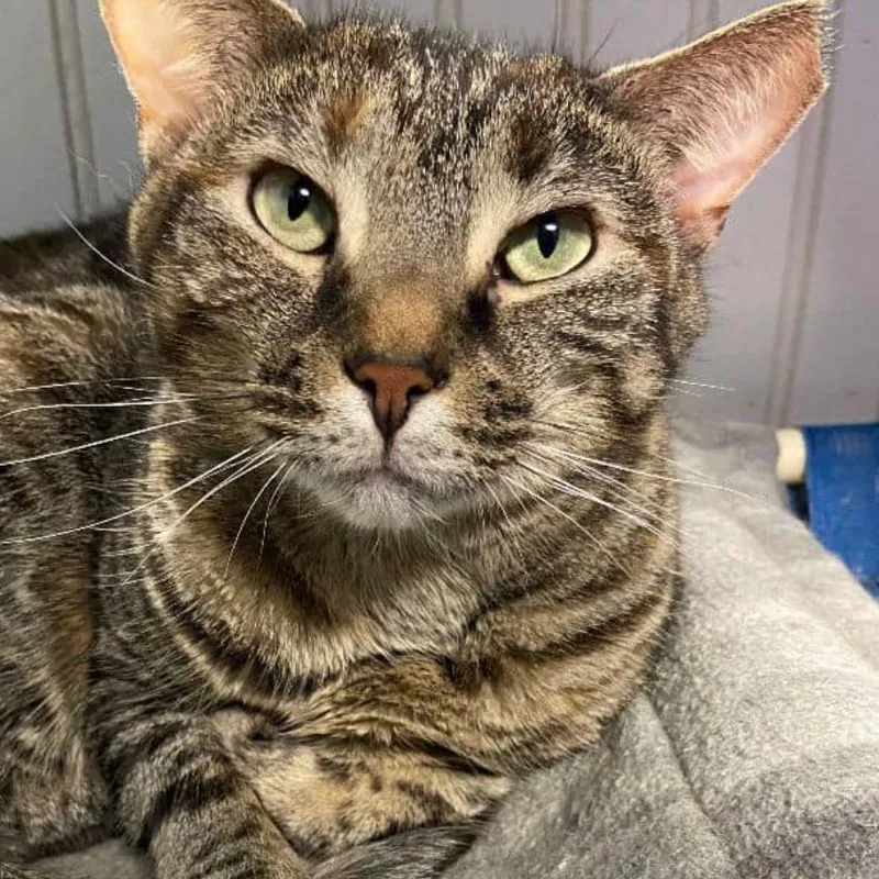 A senior medium-sized female Torbie Domestic Short Hair cat named Nancy for adoption in North Branford, CT