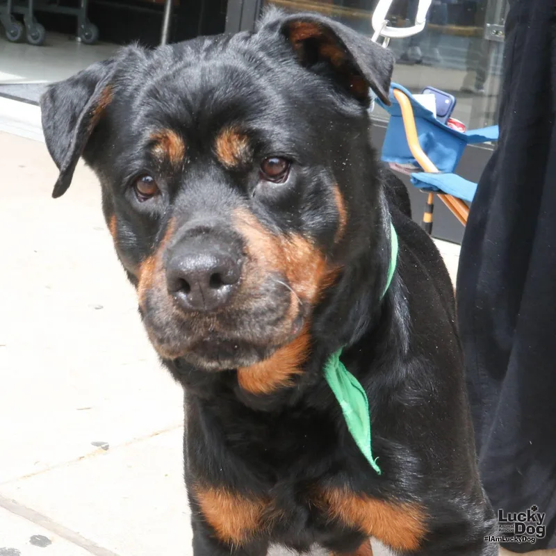 An adult large-sized female Rottweiler dog named Harper for adoption in Washington, DC