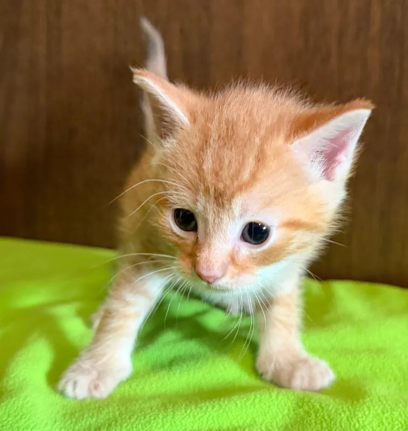 A baby medium-sized male Domestic Short Hair cat named Hawthorn for adoption in Columbia, IL