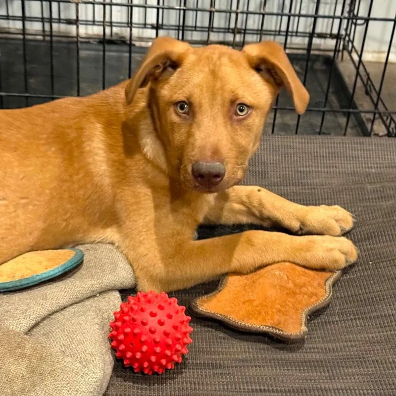 A baby large-sized male Terrier dog named Nathan for adoption in Bloomfield, CT