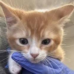 A baby medium-sized male Domestic Short Hair cat named Ralph for adoption in Brenham, TX