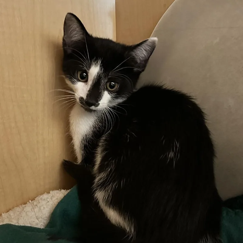A baby small-sized male Domestic Short Hair cat named Mummy for adoption in Washington Township, OH