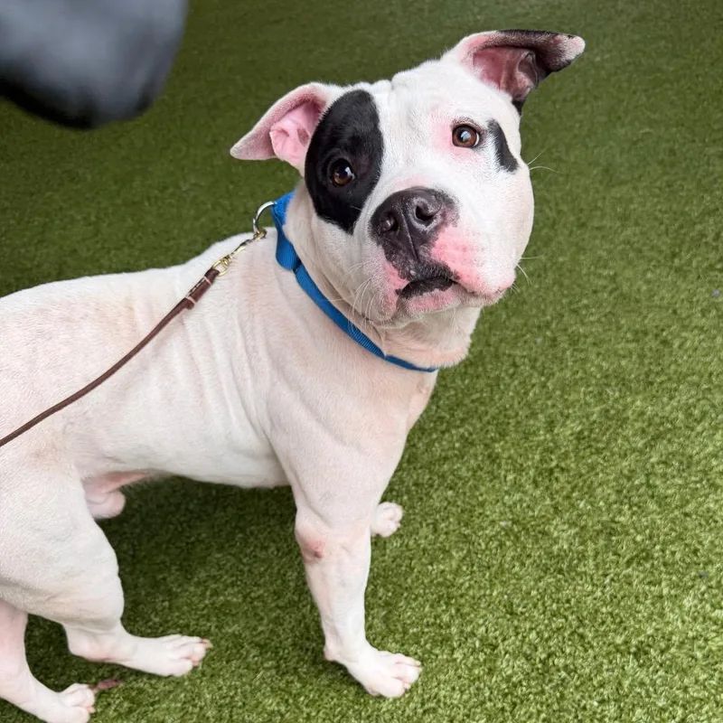 An adult large-sized male White / Cream Mixed Breed dog named June for adoption in West Palm Beach, FL