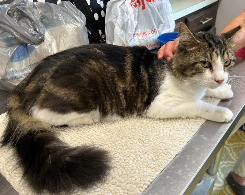 A young medium-sized male Domestic Medium Hair cat named Clifford for adoption in Portland, IN