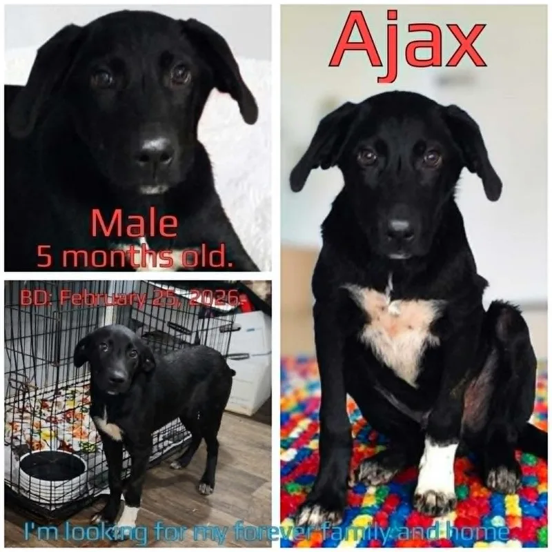 Ajax thumbnail 4