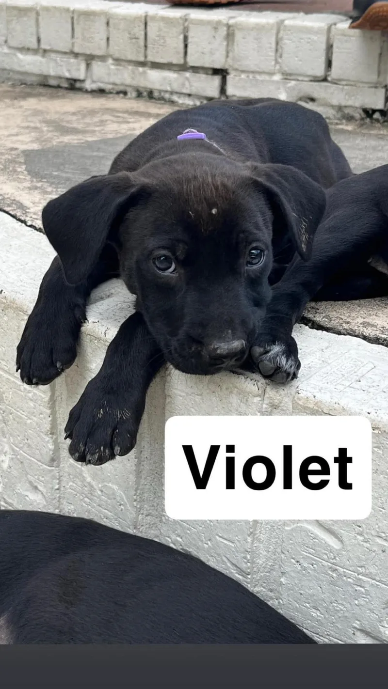 Violet