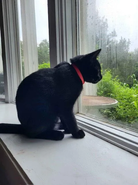 Smeagolbonded thumbnail 2