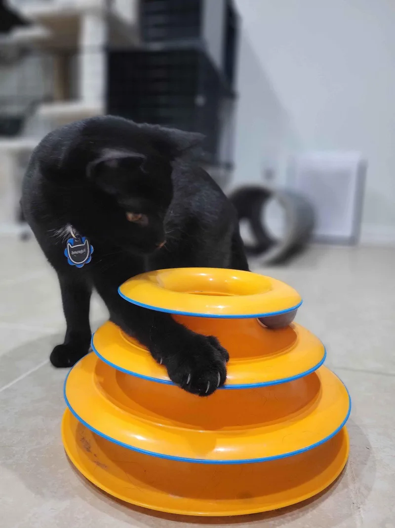 Smeagolbonded thumbnail 3