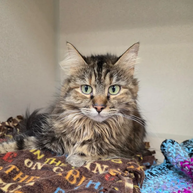 An adult medium-sized female Torbie Domestic Long Hair cat named Maui for adoption in Great Falls, MT