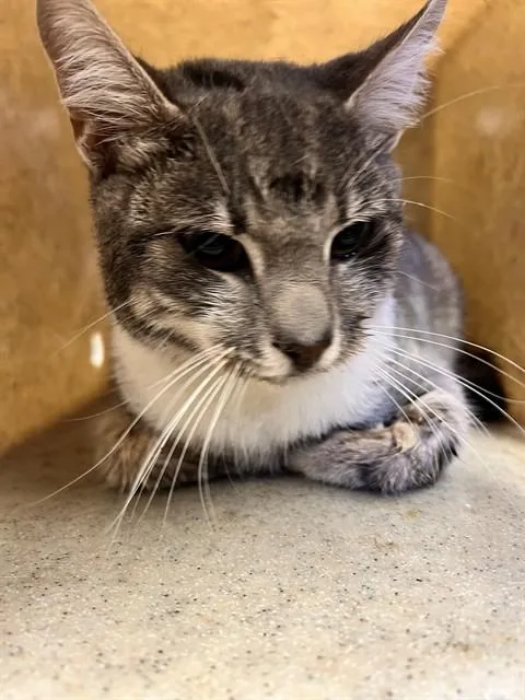 A young medium-sized male Domestic Short Hair cat named Baby Boy for adoption in Downey, CA