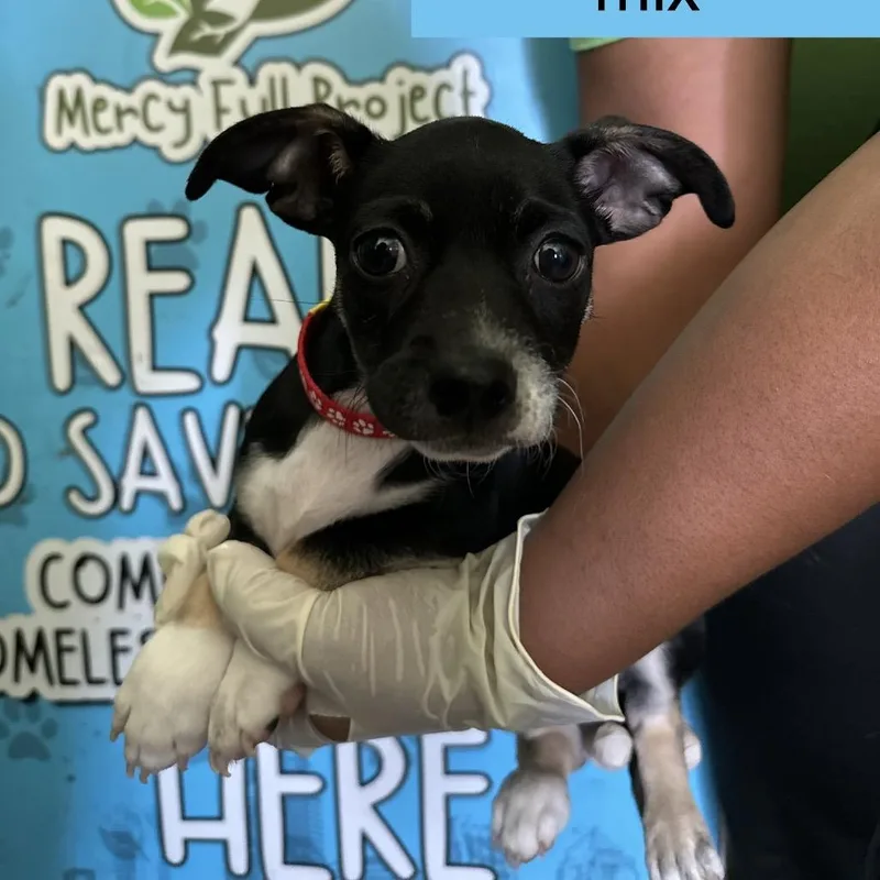 A baby small-sized male Black Miniature Pinscher dog named Jetsam for adoption in Tampa, FL