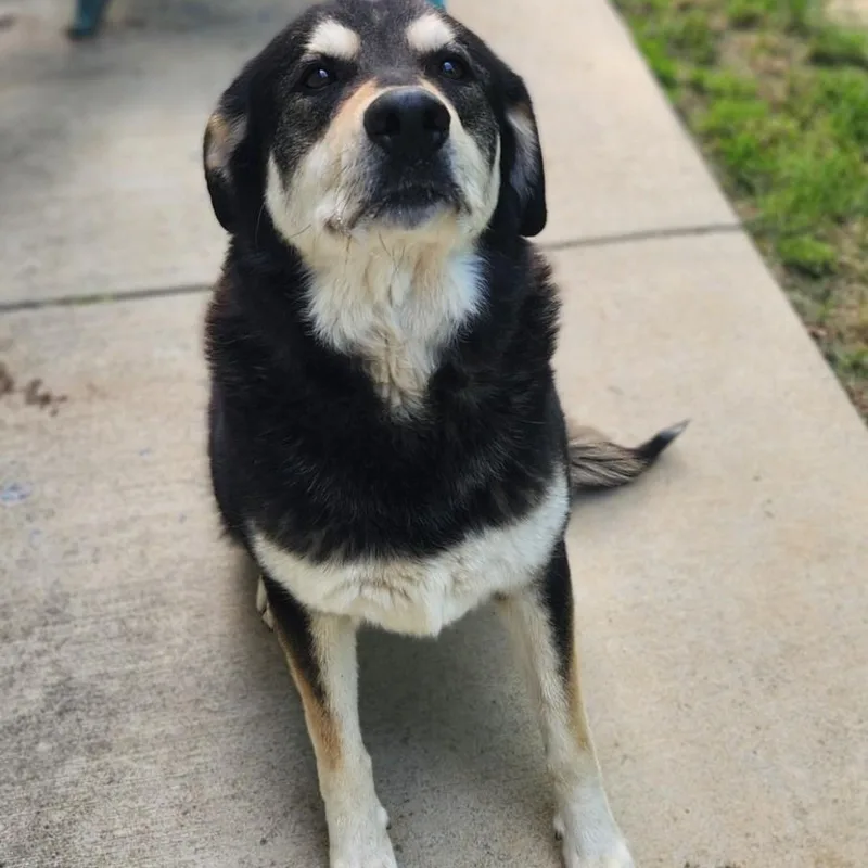 An adult large-sized female Tricolor (Brown, Black, & White) Husky dog named Sky for adoption in Stanley, VA