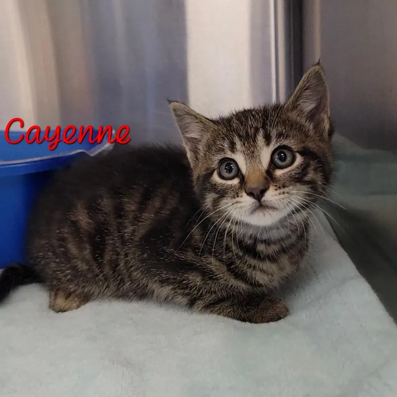 A baby small-sized female Brown / Chocolate Domestic Short Hair cat named Cayenne for adoption in Parkersburg, WV