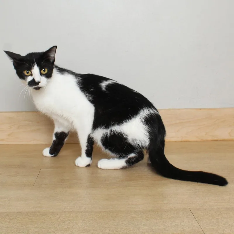 An adult medium-sized female Black Domestic Short Hair cat named Queenie C for adoption in Minnetonka, MN