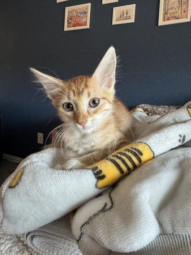 A baby small-sized female Orange & White Domestic Short Hair cat named Tote for adoption in Dallas, TX