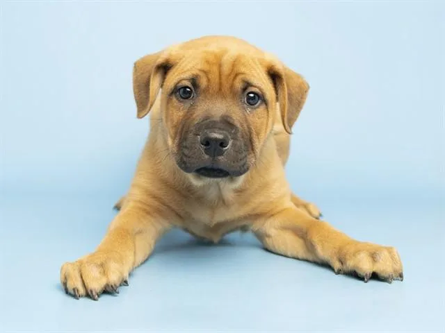 A baby small-sized male Pit Bull Terrier dog named Mozzarella for adoption in Phoenix, AZ