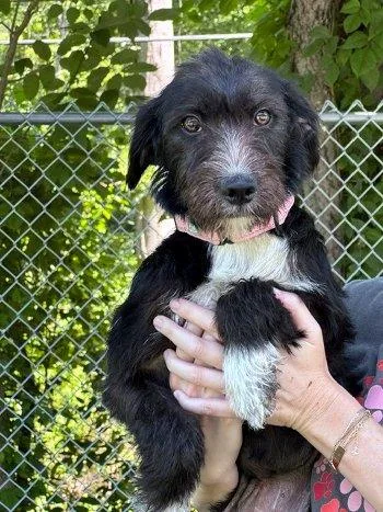 A baby medium-sized female Black Labradoodle dog named Messi for adoption in Bedford Hills, NY