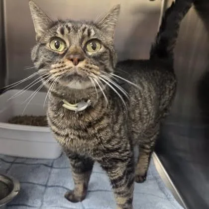 A senior medium-sized female Brown / Chocolate Domestic Short Hair cat named Brimley for adoption in Austin, TX