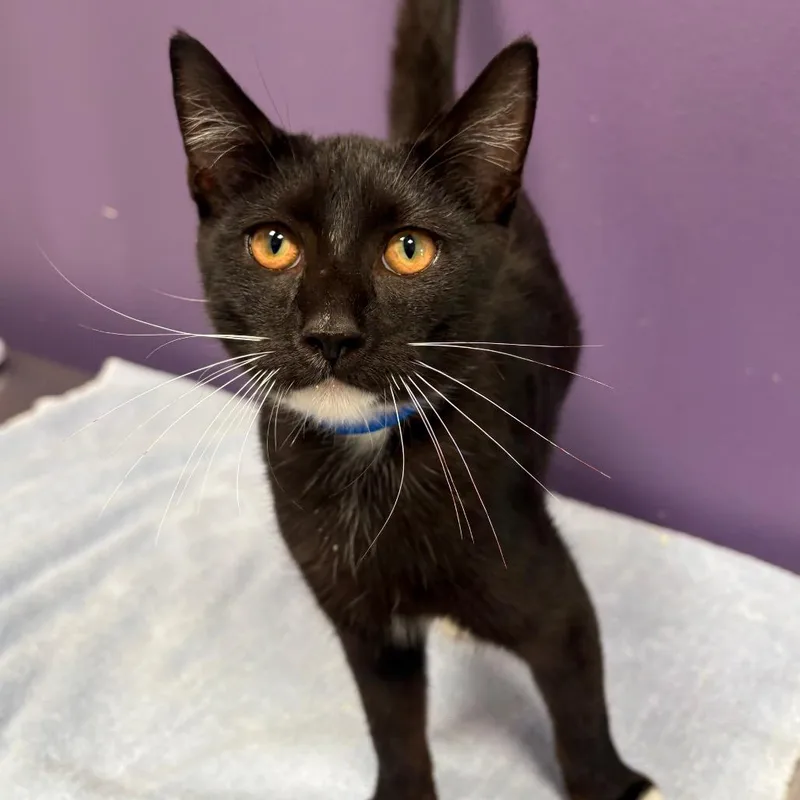 A baby medium-sized male Black Domestic Short Hair cat named Ralph for adoption in Englewood, FL
