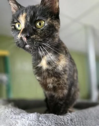An adult medium-sized female Domestic Short Hair cat named Daisy for adoption in Berwick, PA