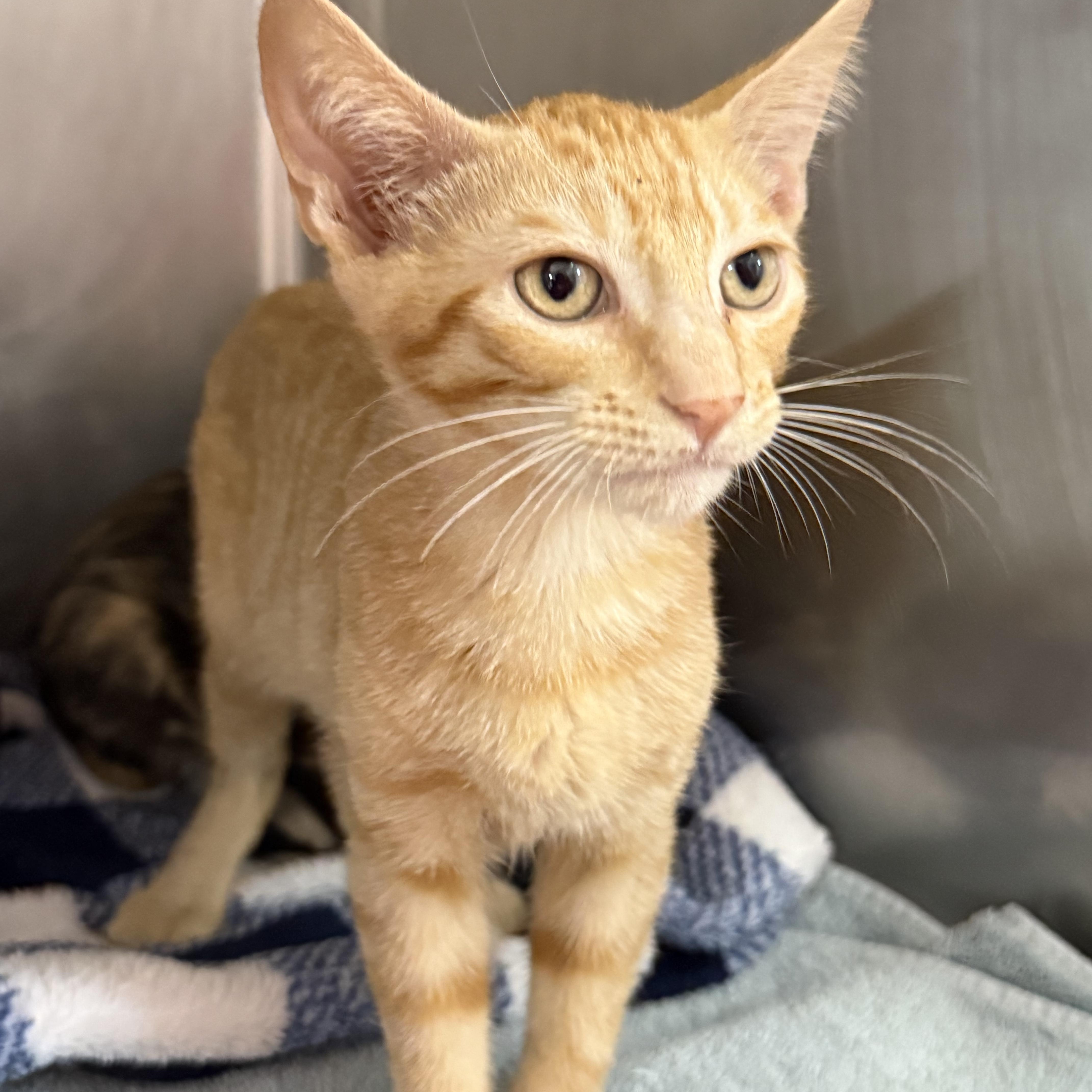 A baby medium-sized male Tabby (Orange / Red) Domestic Short Hair cat named Panini for adoption in Lauderhill, FL