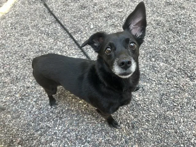 An adult medium-sized female Chihuahua dog named Lily for adoption in Mesa, AZ