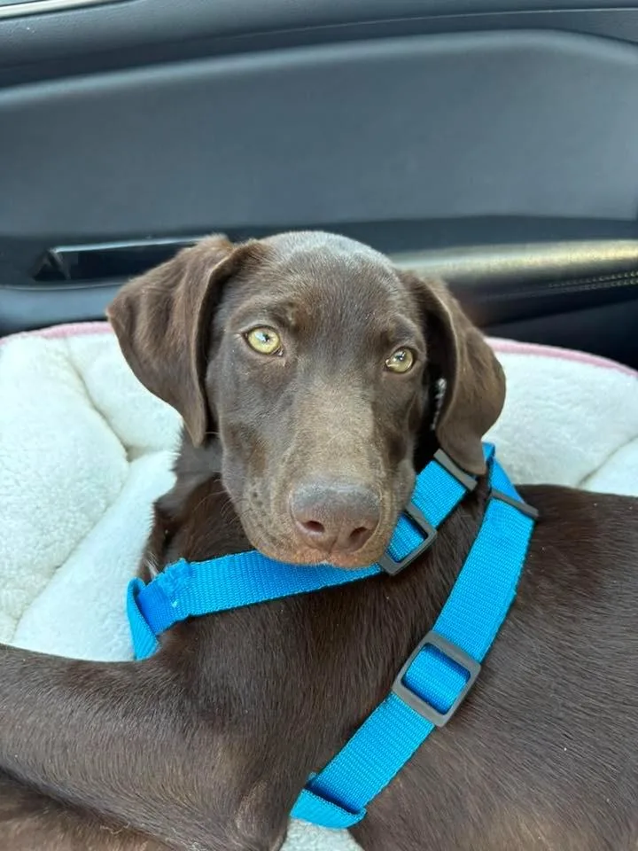A baby medium-sized female Labrador Retriever dog named Terabytes $ for adoption in Milwaukee, WI