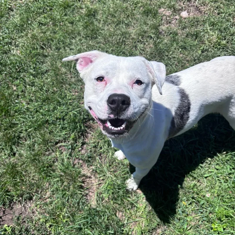 A baby small-sized female White / Cream Pit Bull Terrier dog named Mattie for adoption in Rock Falls, IL