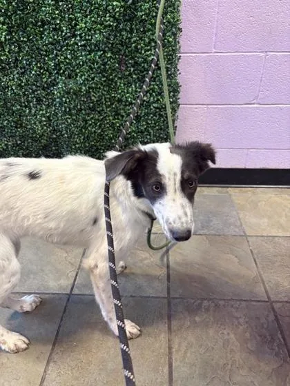 A baby medium-sized female White / Cream Border Collie dog named 61355503 for adoption in El Paso, TX