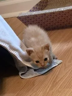 A baby small-sized female Orange / Red Domestic Short Hair cat named Bento for adoption in Covington, LA
