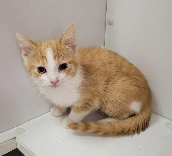 A young medium-sized female Domestic Short Hair cat named Nova for adoption in Rochester, NY
