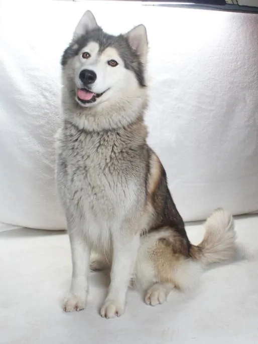An adult large-sized female Alaskan Malamute dog named Dumpling for adoption in Burbank, CA