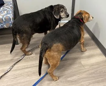 Buford & Smokey thumbnail 2